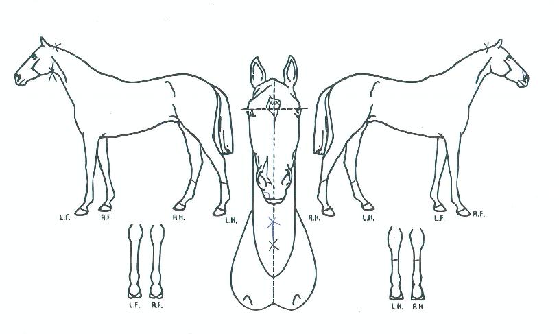 �����̾߱��� ����,���,�޸�,�λ�,�ٸ��� Ư¡����