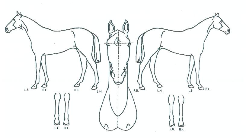 ¿¡À̽ºÄÚ¸®¾ÆÀÇ Ãø¸é,¿ì¸é,µÞ¸é,µÎ»ó,´Ù¸®ÀÇ Æ¯Â¡µµÇØ