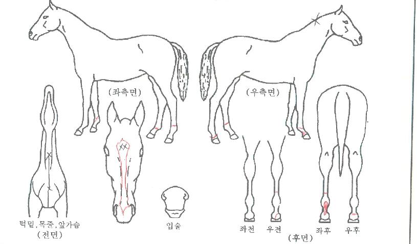 ��������� ����,���,�޸�,�λ�,�ٸ��� Ư¡����