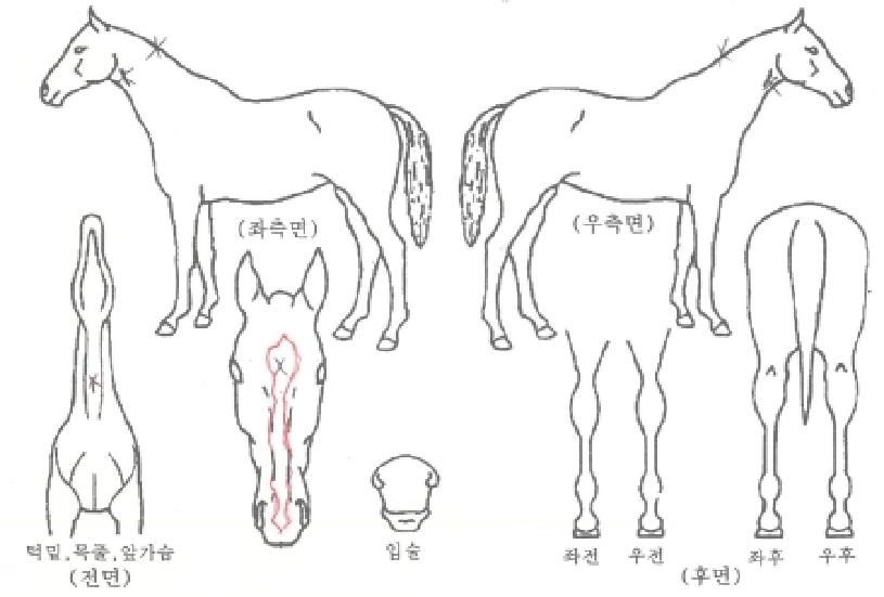 ���������ڸ��� ����,���,�޸�,�λ�,�ٸ��� Ư¡����