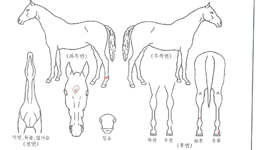 ¸Þ´Ïºí·¹À̵åÀÇ Ãø¸é,¿ì¸é,µÞ¸é,µÎ»ó,´Ù¸®ÀÇ Æ¯Â¡µµÇØ