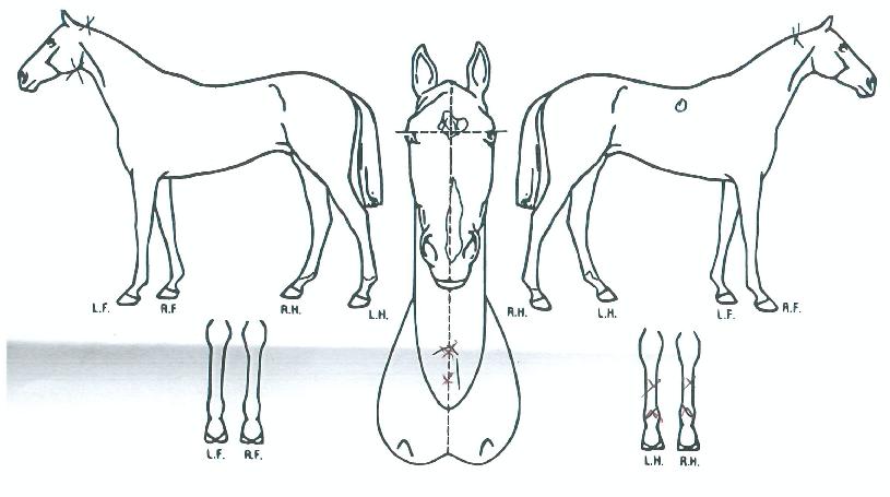 ¶óÀÌÆ®¿ÂŰưÀÇ Ãø¸é,¿ì¸é,µÞ¸é,µÎ»ó,´Ù¸®ÀÇ Æ¯Â¡µµÇØ