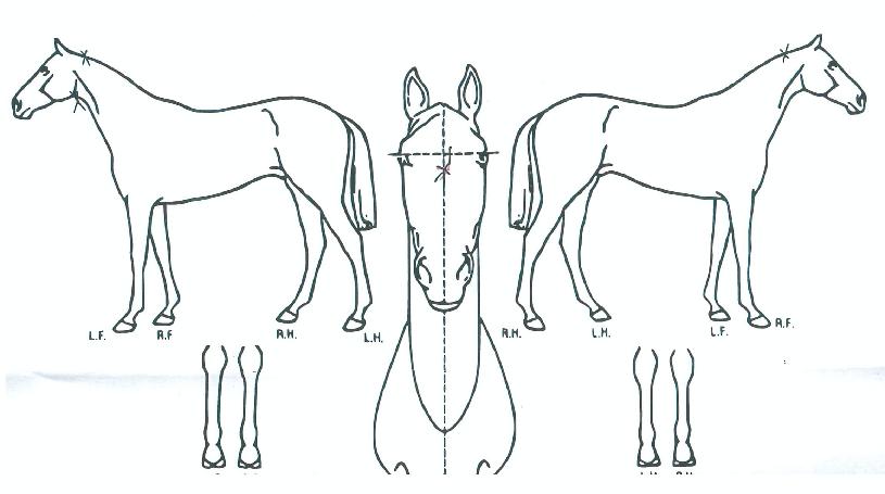 ����ġ�� ����,���,�޸�,�λ�,�ٸ��� Ư¡����