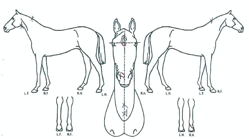 ½ÃƼÁðŰưÀÇ Ãø¸é,¿ì¸é,µÞ¸é,µÎ»ó,´Ù¸®ÀÇ Æ¯Â¡µµÇØ