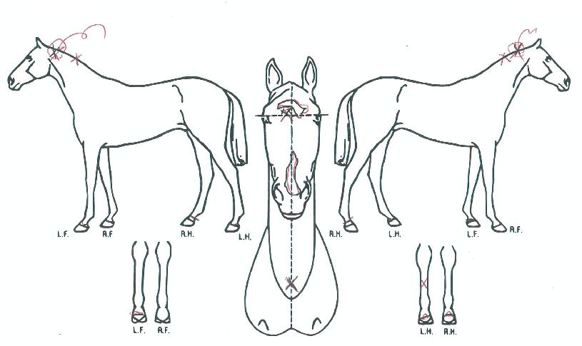 ¹Ù´ÙÄ¡ÇÁÀÇ Ãø¸é,¿ì¸é,µÞ¸é,µÎ»ó,´Ù¸®ÀÇ Æ¯Â¡µµÇØ