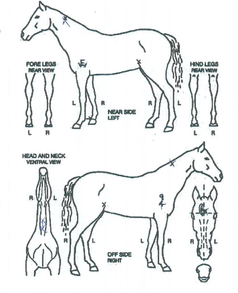 �����ϸ޸��� ����,���,�޸�,�λ�,�ٸ��� Ư¡����