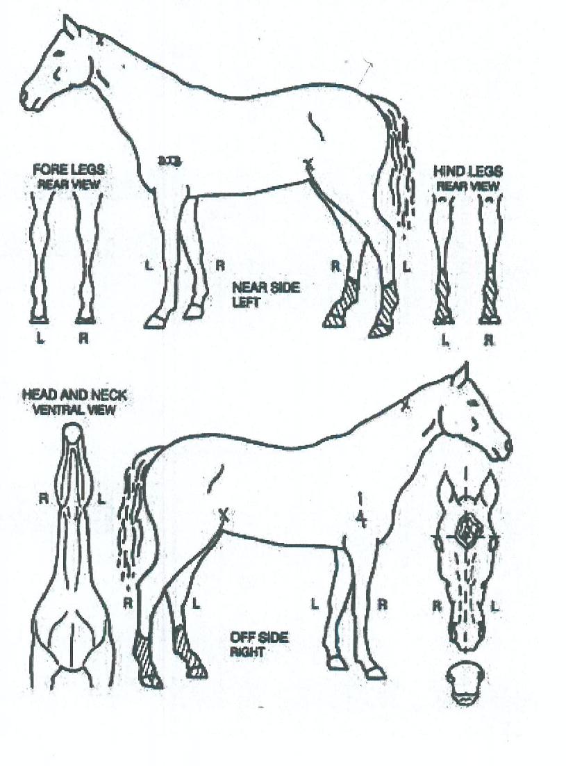 µ¿¹æÀDZâ¾ïÀÇ Ãø¸é,¿ì¸é,µÞ¸é,µÎ»ó,´Ù¸®ÀÇ Æ¯Â¡µµÇØ