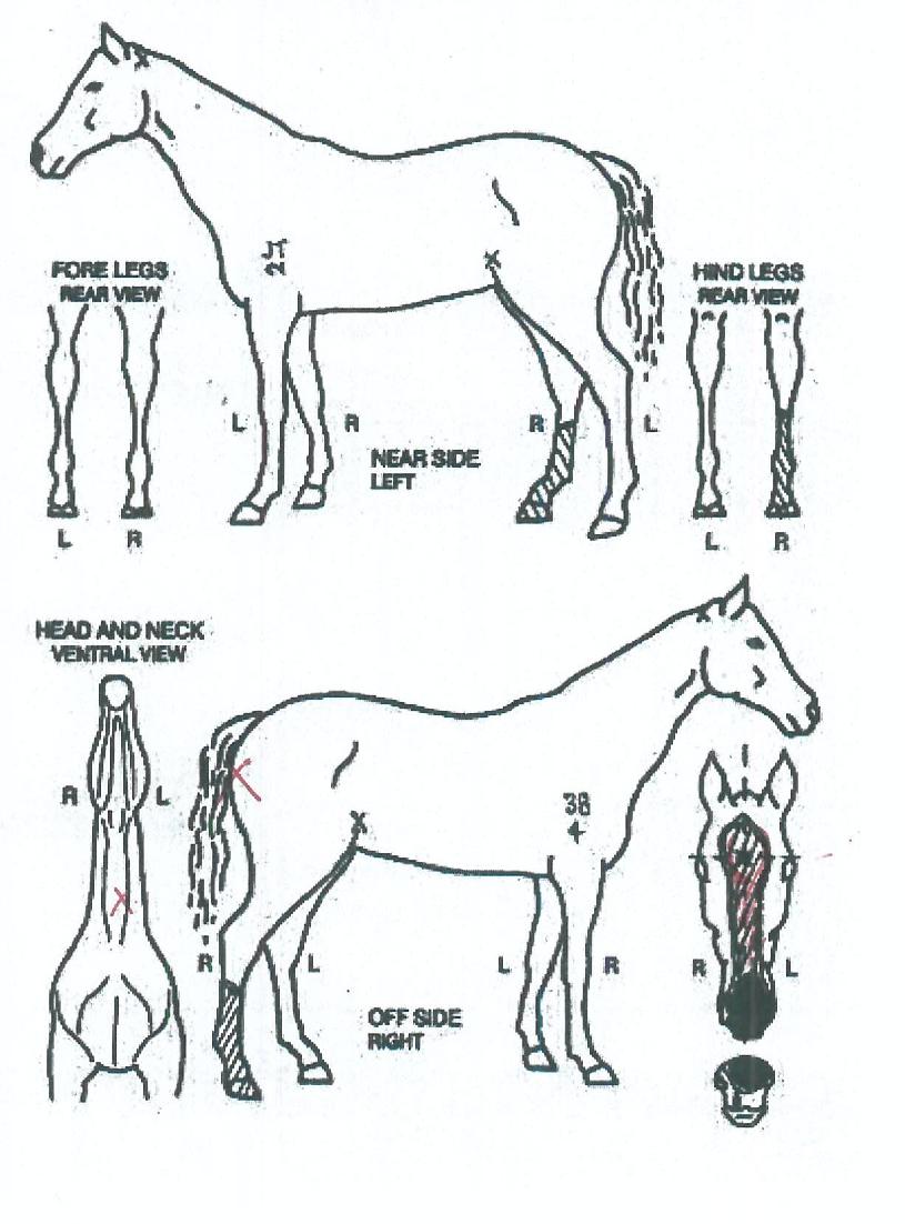 �¸������ ����,���,�޸�,�λ�,�ٸ��� Ư¡����