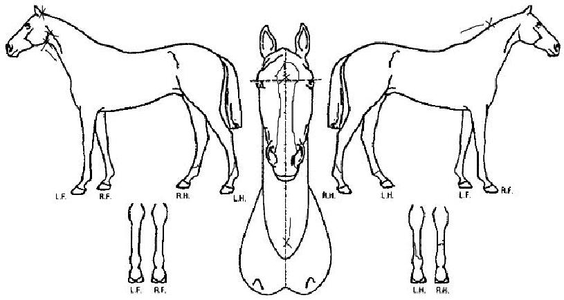 ��Ʈ�ΰ��� ����,���,�޸�,�λ�,�ٸ��� Ư¡����