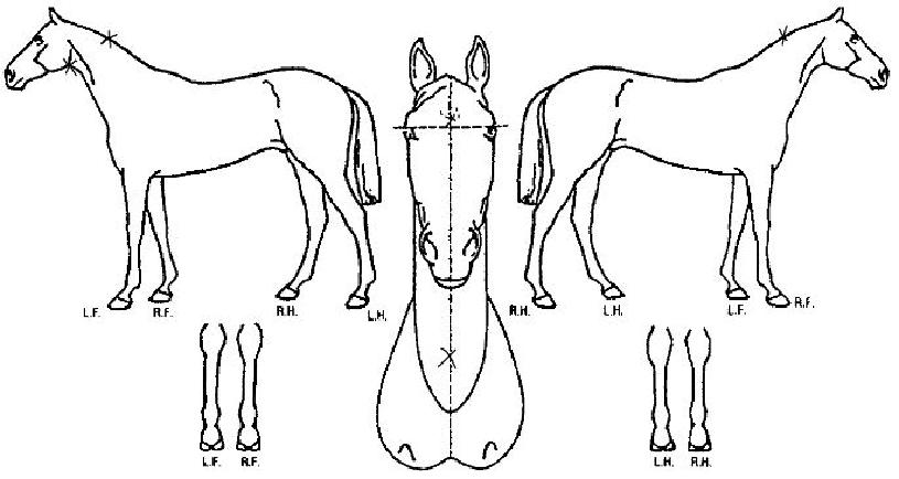 ÇÏ¿ì¹Ù¿ôÅõ³ªÀÕÀÇ Ãø¸é,¿ì¸é,µÞ¸é,µÎ»ó,´Ù¸®ÀÇ Æ¯Â¡µµÇØ