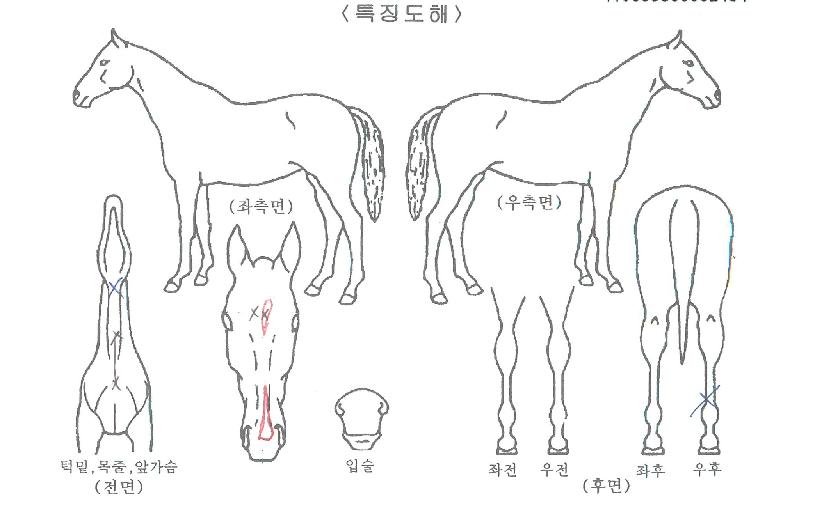 °æ±¹Áö¸¶ÀÇ Ãø¸é,¿ì¸é,µÞ¸é,µÎ»ó,´Ù¸®ÀÇ Æ¯Â¡µµÇØ