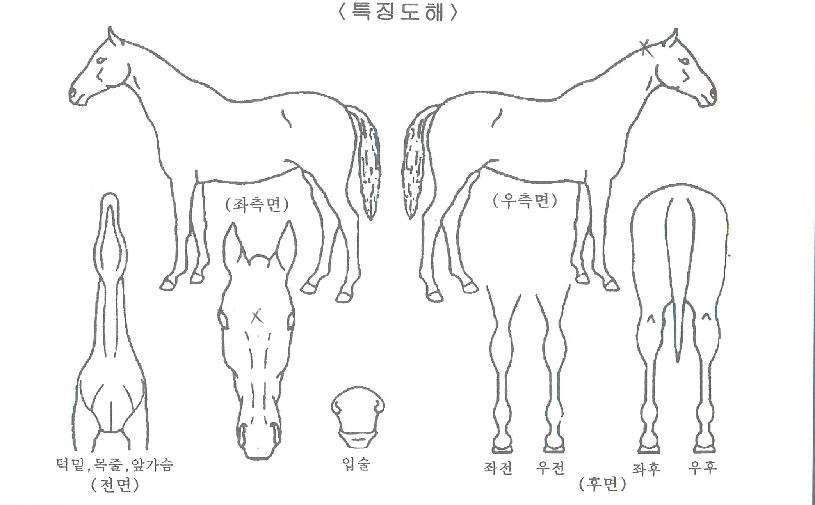 õ�Ͽ����� ����,���,�޸�,�λ�,�ٸ��� Ư¡����