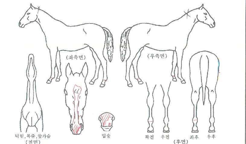 ÇÏ´ÃÀ»´Þ¸®´ÙÀÇ Ãø¸é,¿ì¸é,µÞ¸é,µÎ»ó,´Ù¸®ÀÇ Æ¯Â¡µµÇØ