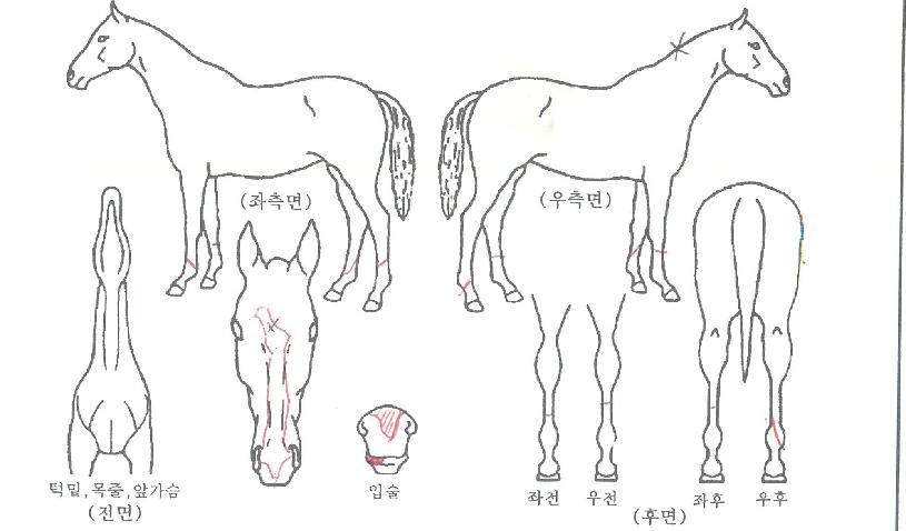 �̽����мǵ��� ����,���,�޸�,�λ�,�ٸ��� Ư¡����