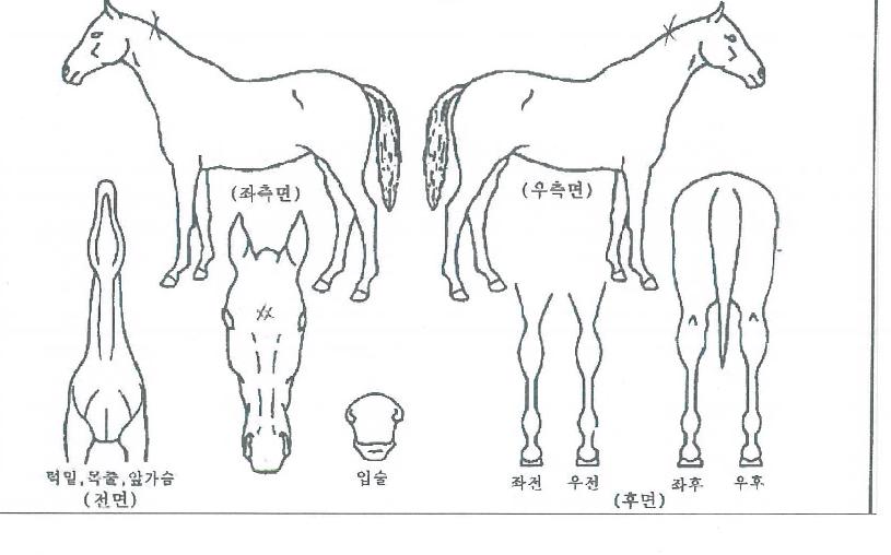 ������Ƽ�� ����,���,�޸�,�λ�,�ٸ��� Ư¡����