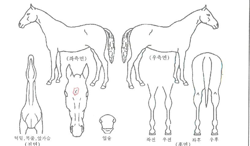 ½º¸¶ÀϰÉÀÇ Ãø¸é,¿ì¸é,µÞ¸é,µÎ»ó,´Ù¸®ÀÇ Æ¯Â¡µµÇØ