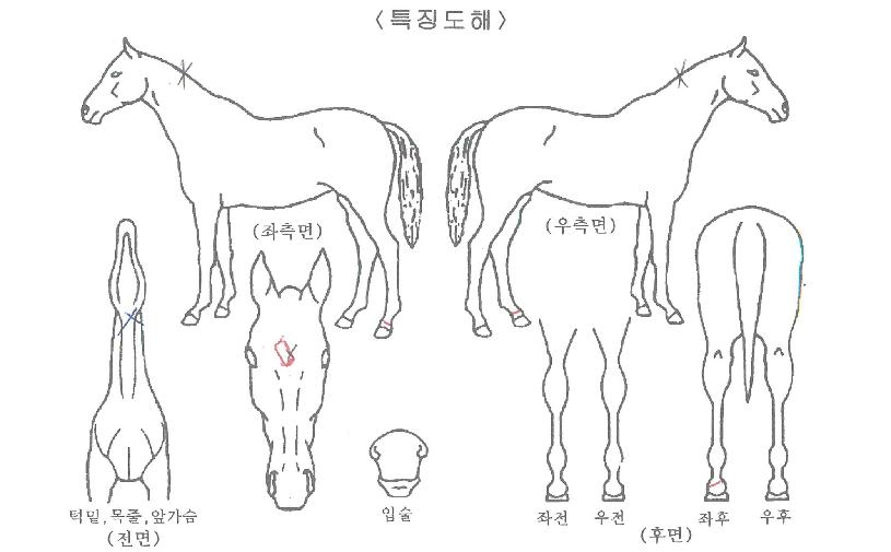 Äý¿Àºê°ñµåÀÇ Ãø¸é,¿ì¸é,µÞ¸é,µÎ»ó,´Ù¸®ÀÇ Æ¯Â¡µµÇØ