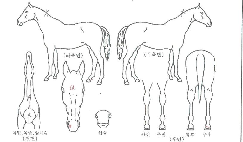 ���ν�Ÿ�� ����,���,�޸�,�λ�,�ٸ��� Ư¡����