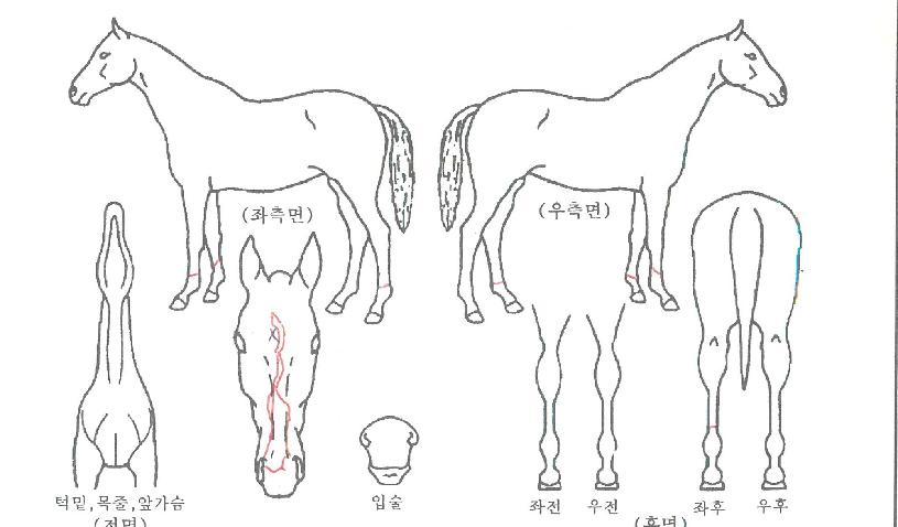 �������� ����,���,�޸�,�λ�,�ٸ��� Ư¡����