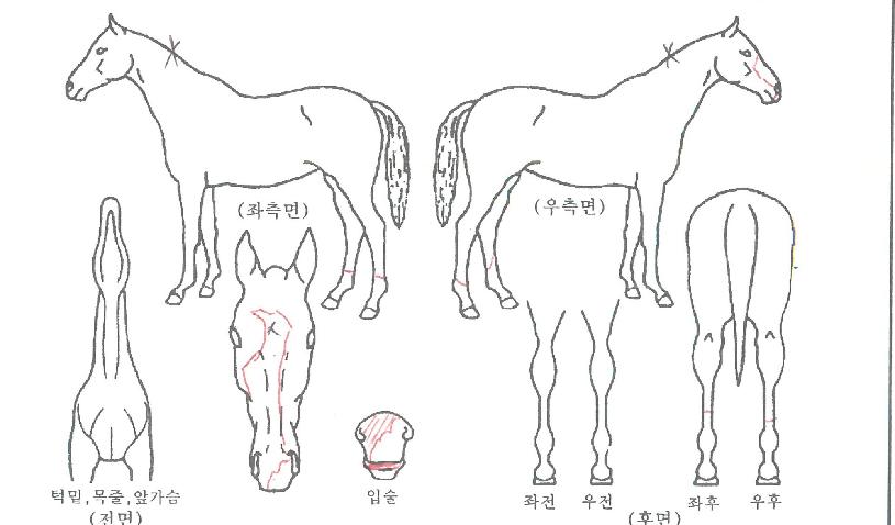 �÷����ǲ��� ����,���,�޸�,�λ�,�ٸ��� Ư¡����