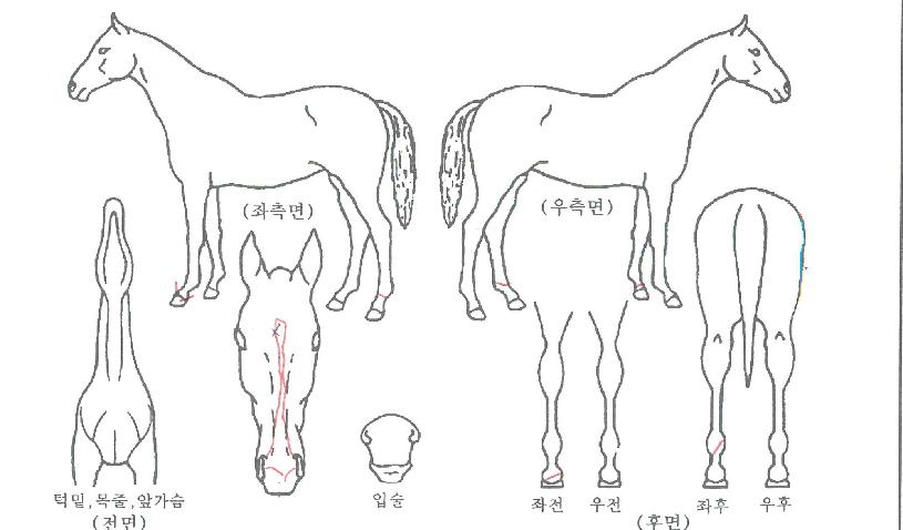 ÅëÀϱâ»ÝÀÇ Ãø¸é,¿ì¸é,µÞ¸é,µÎ»ó,´Ù¸®ÀÇ Æ¯Â¡µµÇØ