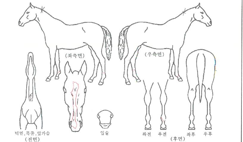 ��Һ��̺��ڸ��� ����,���,�޸�,�λ�,�ٸ��� Ư¡����