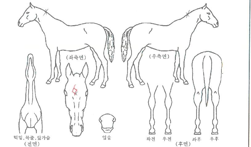 ����Ǯ������ ����,���,�޸�,�λ�,�ٸ��� Ư¡����