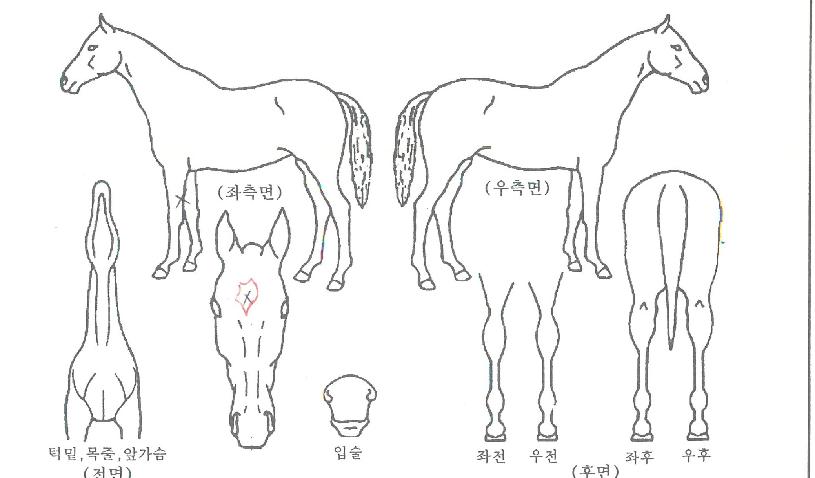 ������ũ���ڸ��� ����,���,�޸�,�λ�,�ٸ��� Ư¡����