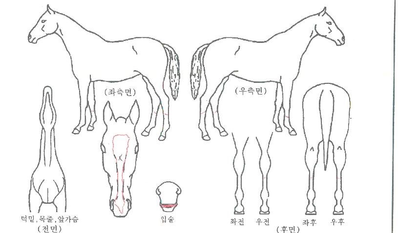 ·Î»çÀÇ Ãø¸é,¿ì¸é,µÞ¸é,µÎ»ó,´Ù¸®ÀÇ Æ¯Â¡µµÇØ