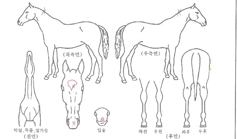 ¿ø´õÇ®Çì³×½ÃÀÇ Ãø¸é,¿ì¸é,µÞ¸é,µÎ»ó,´Ù¸®ÀÇ Æ¯Â¡µµÇØ