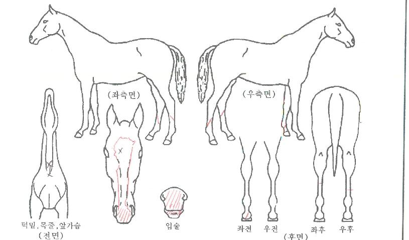 ¿ø´õÇ®ÄÁÆ®¸®ÀÇ Ãø¸é,¿ì¸é,µÞ¸é,µÎ»ó,´Ù¸®ÀÇ Æ¯Â¡µµÇØ