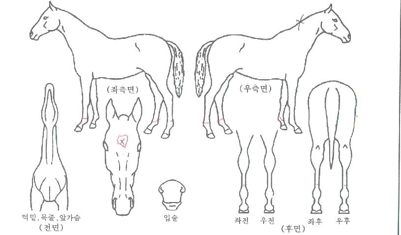 ��������Ƽ�� ����,���,�޸�,�λ�,�ٸ��� Ư¡����