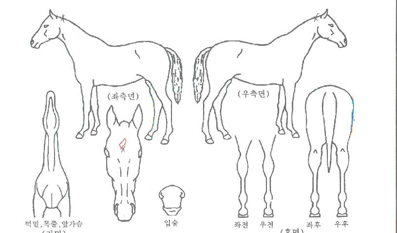 ��ġ����Ǯ�� ����,���,�޸�,�λ�,�ٸ��� Ư¡����