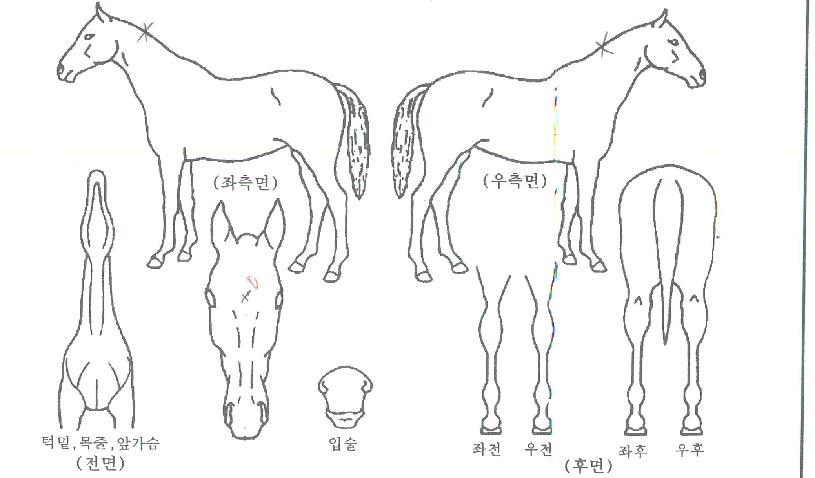 ¹éµÎ°ÅÆ÷ÀÇ Ãø¸é,¿ì¸é,µÞ¸é,µÎ»ó,´Ù¸®ÀÇ Æ¯Â¡µµÇØ