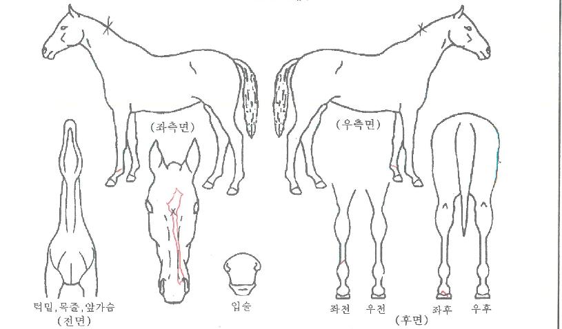 ºí·¢ÀçÆÛÀÇ Ãø¸é,¿ì¸é,µÞ¸é,µÎ»ó,´Ù¸®ÀÇ Æ¯Â¡µµÇØ