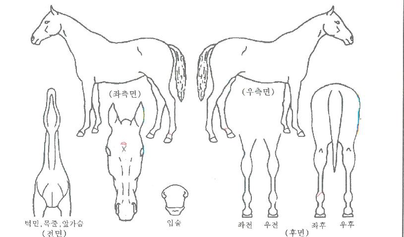 �������Ʈ�� ����,���,�޸�,�λ�,�ٸ��� Ư¡����