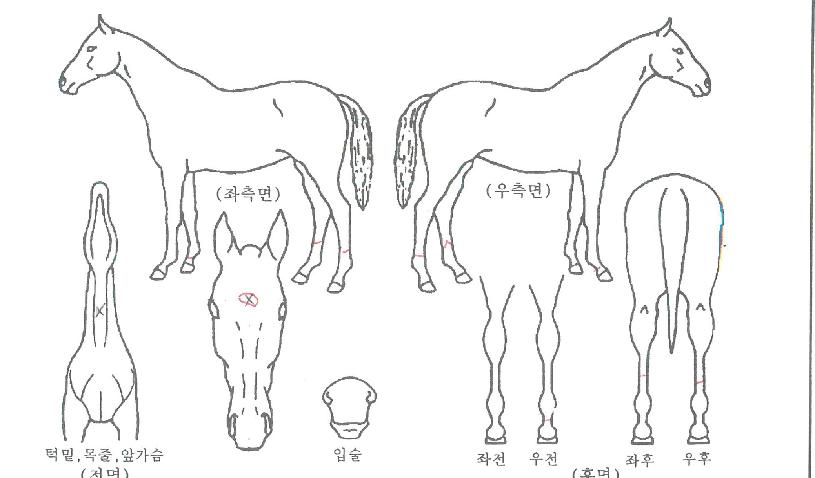 ����Ƽ���� ����,���,�޸�,�λ�,�ٸ��� Ư¡����