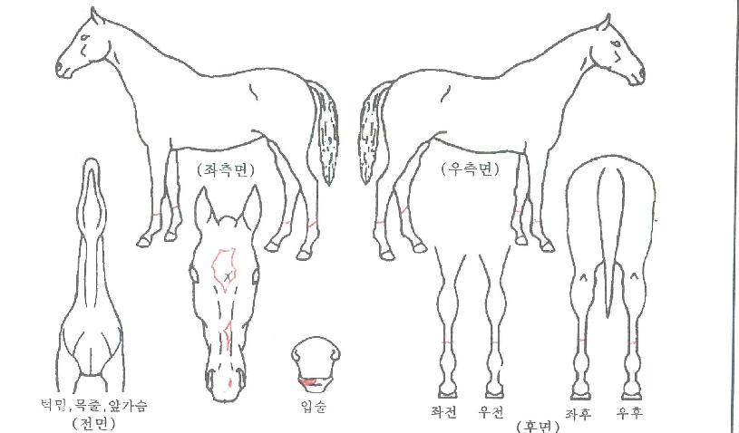 �õ�ϸӴ��� ����,���,�޸�,�λ�,�ٸ��� Ư¡����