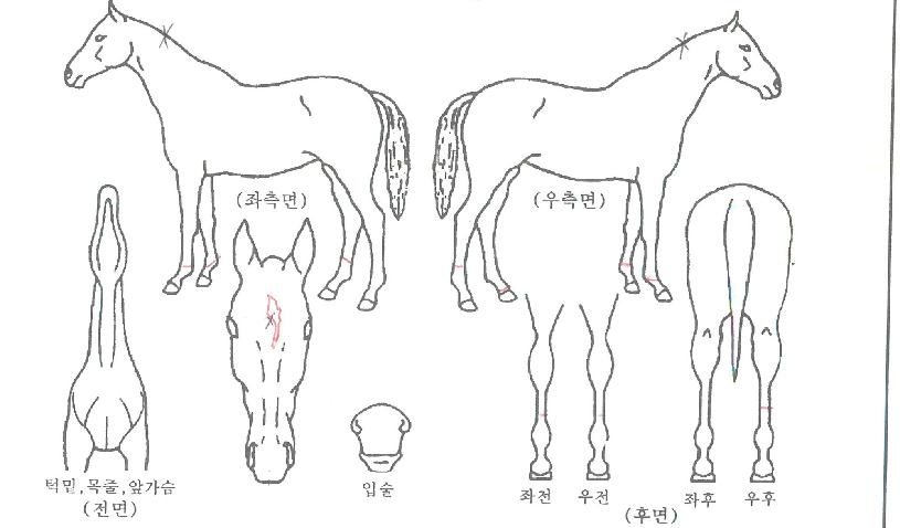 Å¥Çǵå¾îÅÂÄ¿ÀÇ Ãø¸é,¿ì¸é,µÞ¸é,µÎ»ó,´Ù¸®ÀÇ Æ¯Â¡µµÇØ