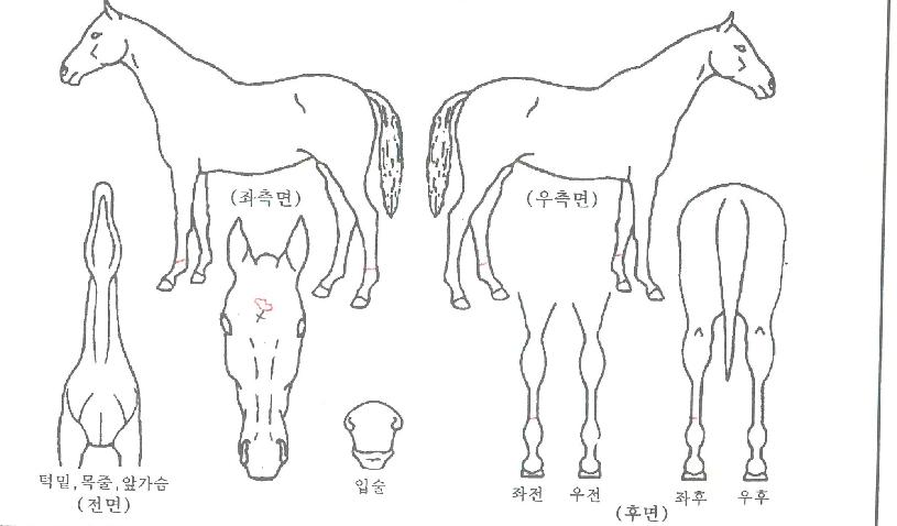 �ڸ��Ƹ��� ����,���,�޸�,�λ�,�ٸ��� Ư¡����