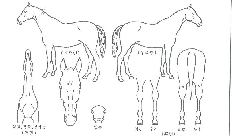 ·¹À̳ªÀÇ Ãø¸é,¿ì¸é,µÞ¸é,µÎ»ó,´Ù¸®ÀÇ Æ¯Â¡µµÇØ