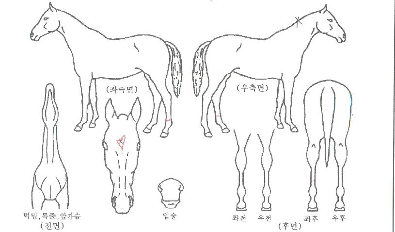 ¸ð´×žçÀÇ Ãø¸é,¿ì¸é,µÞ¸é,µÎ»ó,´Ù¸®ÀÇ Æ¯Â¡µµÇØ