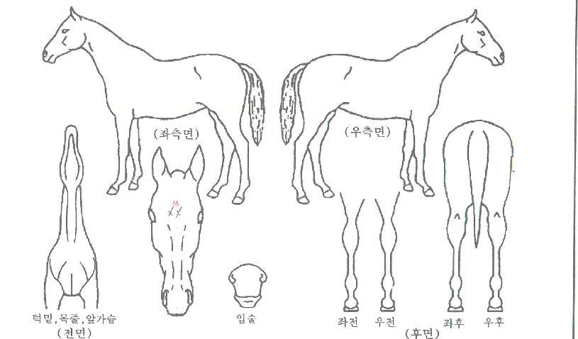 ķ�θŴϾ��� ����,���,�޸�,�λ�,�ٸ��� Ư¡����