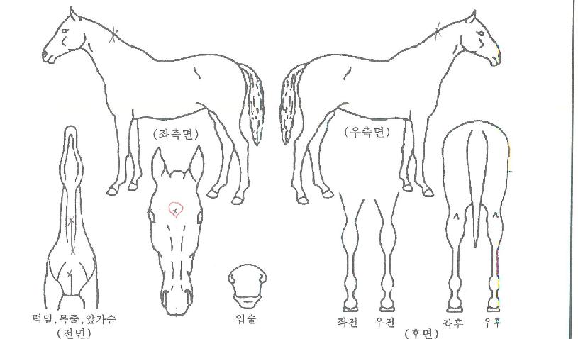ȣ��ŷ���� ����,���,�޸�,�λ�,�ٸ��� Ư¡����