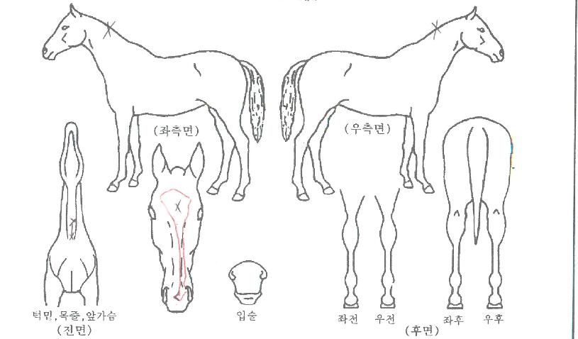 ´õºí´ø´Ù½ºÀÇ Ãø¸é,¿ì¸é,µÞ¸é,µÎ»ó,´Ù¸®ÀÇ Æ¯Â¡µµÇØ