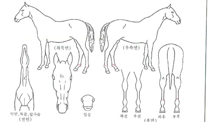 õ³âÀǽð£ÀÇ Ãø¸é,¿ì¸é,µÞ¸é,µÎ»ó,´Ù¸®ÀÇ Æ¯Â¡µµÇØ