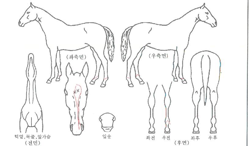 ·çÄ«½ºÀÇ Ãø¸é,¿ì¸é,µÞ¸é,µÎ»ó,´Ù¸®ÀÇ Æ¯Â¡µµÇØ