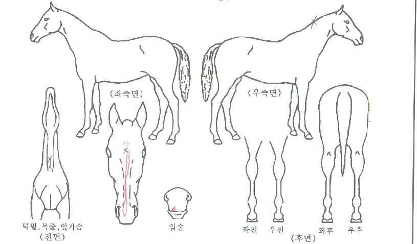 ���̿��ٵ�����ڸ��� ����,���,�޸�,�λ�,�ٸ��� Ư¡����