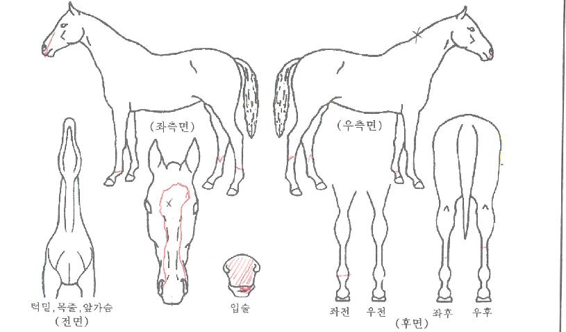 ½Ç¹ö½ºÆ®¸®½ºÀÚ¸¶ÀÇ Ãø¸é,¿ì¸é,µÞ¸é,µÎ»ó,´Ù¸®ÀÇ Æ¯Â¡µµÇØ