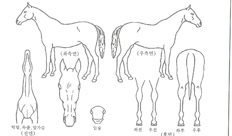 »÷µå·çÀ̽ºÀÇ Ãø¸é,¿ì¸é,µÞ¸é,µÎ»ó,´Ù¸®ÀÇ Æ¯Â¡µµÇØ